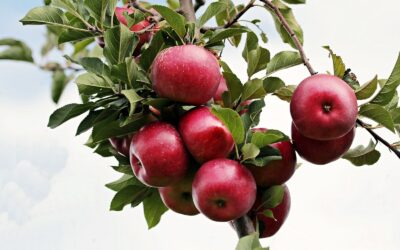 Najzdrowsze owoce- dlaczego warto je jeść?